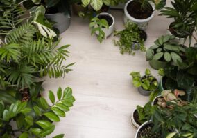 top-view-plants-frame top-view-plants-frame